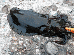 諸寄港でのエギング　中層～ボトムイメージで…