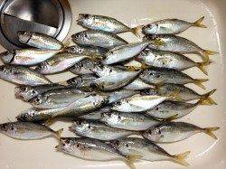 舞洲でアジングが楽しめるってことで人生初めてのアジングに