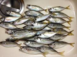 舞洲でアジングが楽しめるってことで人生初め…