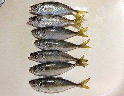 舞洲　アジングでアジ〜15cm　他ワインドでタチウオが当たるも小型