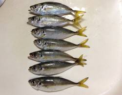 舞洲　アジングでアジ〜15cm　他ワインド…