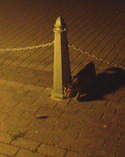 舞洲でアジングが楽しめるってことで人生初めてのアジングに