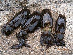 宮津西部エリアでのエギング釣果　10杯オーバーです