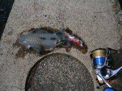 宮津西部エリアでのエギング釣果　10杯オーバーです