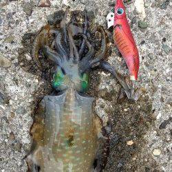 千田漁港でのエギングは今後が楽しみです