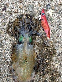 千田漁港でのエギングは今後が楽しみです