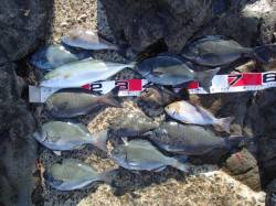 大引漁港　渡船利用のフカセ釣りでグレ主体に…