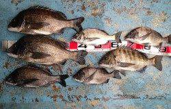 3人でフカセ釣り、全員でチヌ7匹！