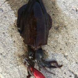 千田漁港でのエギングは今後が楽しみです