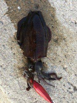 千田漁港でのエギングは今後が楽しみです