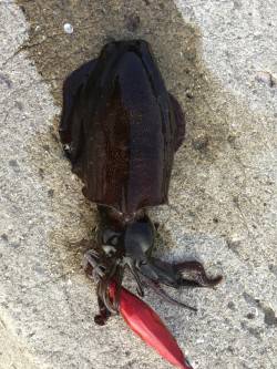 千田漁港でのエギングは今後が楽しみです