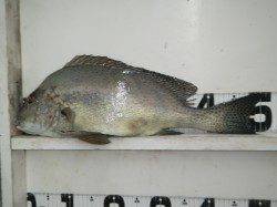 雨波のためすさみから移動後、見草の地磯でコロダイ51cm