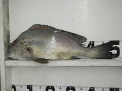 雨波のためすさみから移動後、見草の地磯でコ…