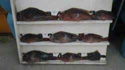 見草・ブリマにてホンダワラでイガミ8匹！