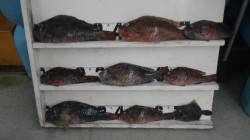 見草・ブリマにてホンダワラでイガミ8匹！