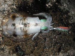 居組港　夕方の時合い狙いでエギング釣行☆