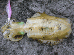 諸寄港でのエギング　中層～ボトムイメージでHIT