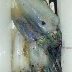 アジュール舞子でエギング、トンカツ~トンカツ大を4杯