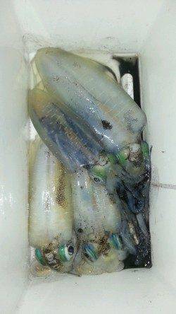 アジュール舞子でエギング、トンカツ~トンカツ大を4杯