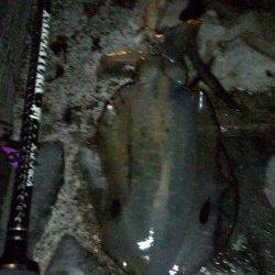 日引でのエギング釣果,18cmまでのアオリを3杯ＧＥＴ