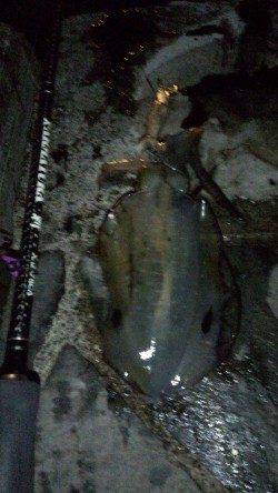 日引でのエギング釣果,18cmまでのアオリを3杯ＧＥＴ