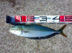 朝マズメに上げ潮が走る絶好の条件を狙って釣行