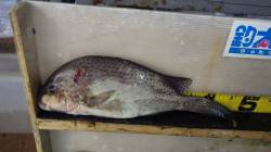 みなべ森の鼻　投げ釣りでコロダイ45cm