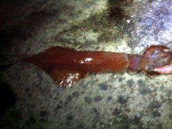 垂水漁港でエギング、時合いから7杯連続ヒット