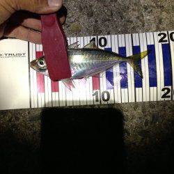 デカ鰺を探し淡路でランガンアジング！ 釣果は良型サバ&アジ