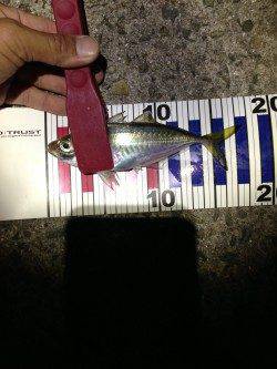 デカ鰺を探し淡路でランガンアジング！ 釣果は良型サバ&アジ