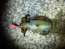 垂水漁港のエギング釣果