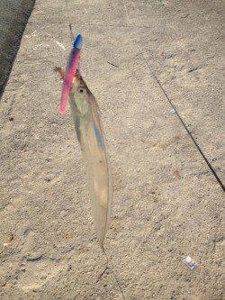 武庫川一文字のタチウオ、サイズに納得の釣行！