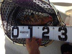 秋晴れの中音海の筏でアコウ・ガシラ