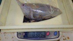 堺にてヤエン釣り、アオリ385g　〜20時頃の釣果〜　