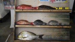 【海が荒れているのでご注意下さい】天神崎にてフカセ釣り