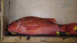 【海が荒れているのでご注意下さい】天神崎にてフカセ釣り