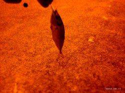 垂水漁港でスプリットショット+ジグヘッドでのアジ釣果