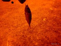 垂水漁港でスプリットショット+ジグヘッドで…