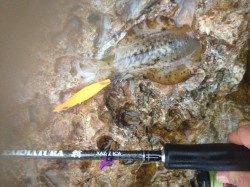 強風のため風裏でエギング、ボトムを探ってイカGET！