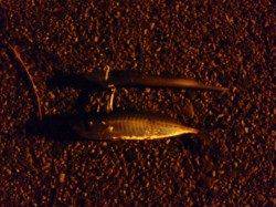 舞洲、太刀魚釣りのシーズン到来！