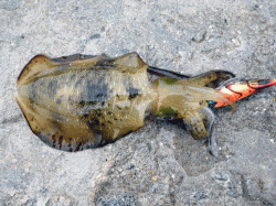 家島諸島エギング解禁日の釣果