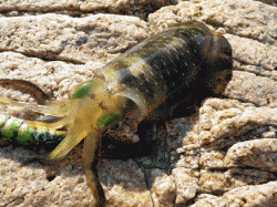 男鹿島ゆったり平日エギング◎気持良い引きをあじわう