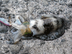 【朝マヅメ狙い】居組港でエギング