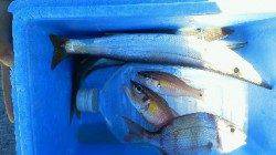 田辺芳養堤防でのKIDS釣果、チャリコ、ガシラ、ネンブツダイ