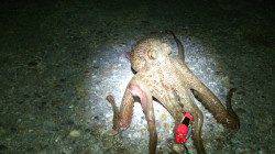 本荘人工島　ナイトオクトパッシングで3オクトパス☆