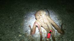 本荘人工島　ナイトオクトパッシングで3オク…