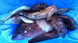 養老でのエギング　朝マヅメに連発！