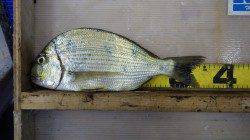 森の鼻　フカセでヘダイ36cm