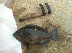 武庫川河口のダンゴ釣りでチヌ・グレ