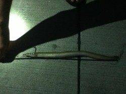 淀川河口ブッコミ釣りでウナギ